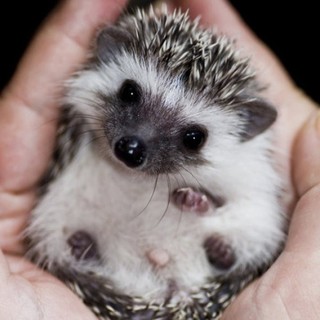 Thumb 320x320 20150517164509