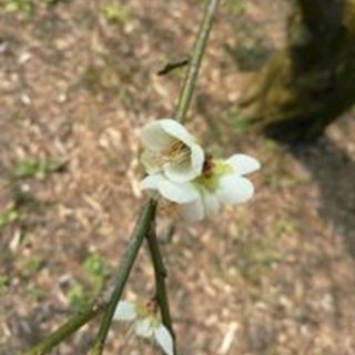 Thumb 320x320 20161121210151